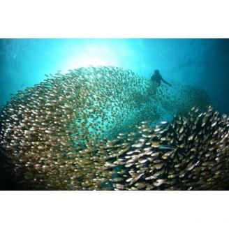 スキューバダイビング1日体験チケット