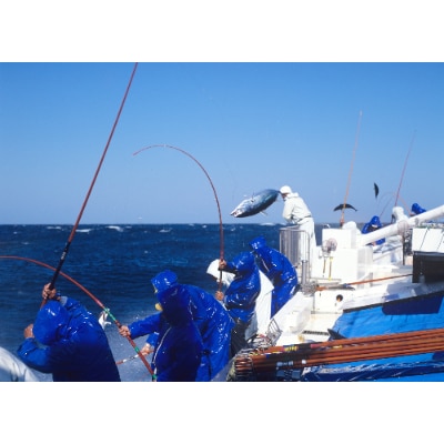 【年末12/26～30発送予定】【訳あり】藁焼き鰹のたたき(藻塩セット)1kg【配送不可地域：離島】