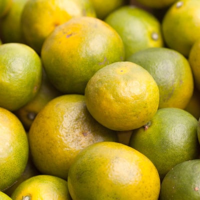 ＜2024年9月より発送＞家庭用 極早生有田みかん3kg+90g(傷み補償分)【訳あり】【配送不可地域：離島・北海道・沖縄県】