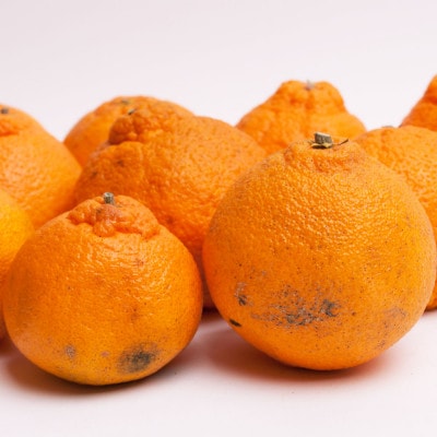 家庭用 不知火2.5kg+250g(傷み補償分)【デコポンと同品種・人気の春みかん】【訳あり】