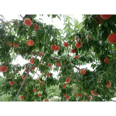 【2026年7月下旬より、順次発送】和歌山県産 川中島白桃 5～8玉入り《秀品》【配送不可地域：離島】