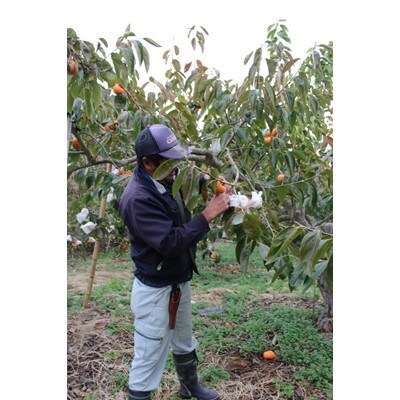 【2020年11月下旬以降出荷】和歌山県産 袋掛け樹上完熟富有柿 4kg 〈赤秀/贈答用にも〉