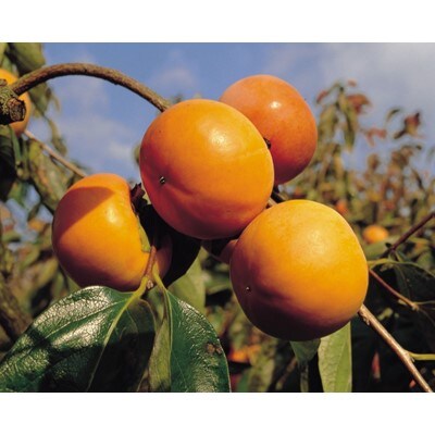 【2021年11月上旬以降出荷】和歌山県産 富有柿 約7.5kg (ご家庭用)【配送不可地域：離島】