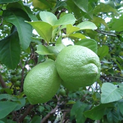 【産直】和歌山産グリーンレモン約3kg(サイズ混合)(上富田町)