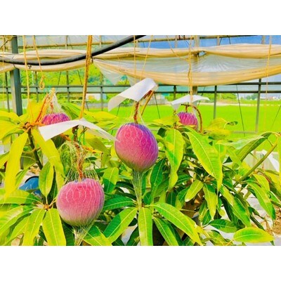 紀州完熟マンゴー『吉玉』【約1kg程度(2～3玉)入り】 【配送不可地域：離島】