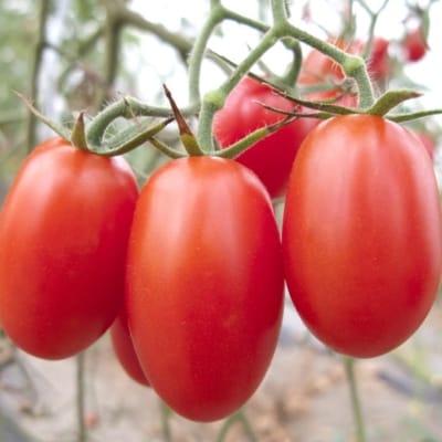 【2026年5月出荷分】和歌山産ミニトマト「アイコトマト」約2kg(S・Mサイズおまかせ)上富田町【配送不可地域：離島・北海道・沖縄県】