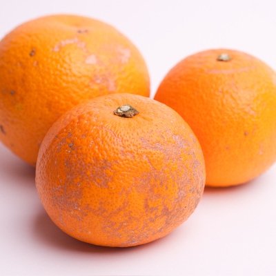 ＜3月より発送＞家庭用八朔(はっさく)5kg+150g(傷み補償分)