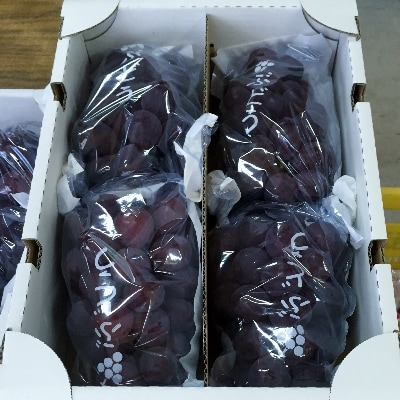 【2022年8月下旬以降出荷】和歌山県産 ピオーネ 4房入り(上富田町)【配送不可地域：離島】