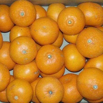 (訳あり・ご家庭用)一度は食べていただきたい「有田産のせとか」約4kg～5kg【上富田町】