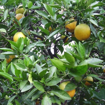 【2021年6～7月発送】【みかん名産地和歌山有田】爽快バレンシアオレンジ(ご家庭用)　約7.5kg