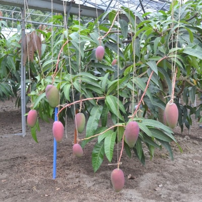 【希少マンゴー】濃厚玉文マンゴー　約1kg(1～3玉入り)【配送不可地域：離島】