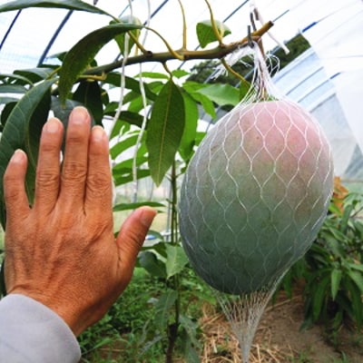 【希少マンゴー】濃厚キーツマンゴー　約800g(1～3玉)【配送不可地域：離島】