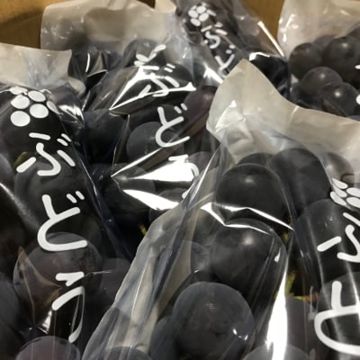 【夏秋の美味】フルーツ王国和歌山の濃厚ブラックオリンピア(はちみつぶどう)　約2kg(4～6房入り)【配送不可地域：離島】