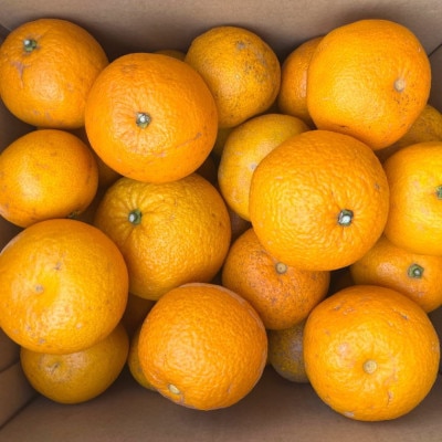 【産直】和歌山県由良町産の木成り熟成八朔約10kg(サイズ混合・訳ありご家庭用)(上富田町)