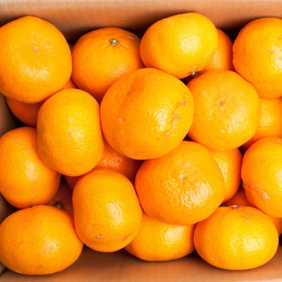 家庭用 大きな有田みかん5kg+250g(傷み補償分)【光センサー選果】【訳あり・わけあり】