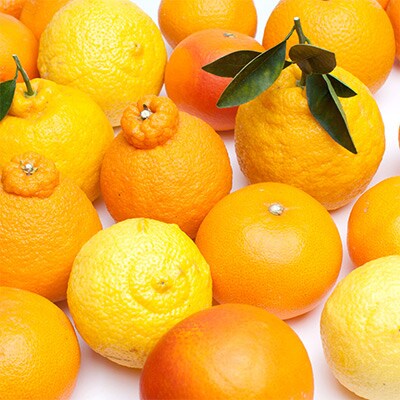 厳選 柑橘詰合せ5kg+250g(傷み補償分)【有田の春みかん・フルーツ詰め合せ】【光センサー選別】【配送不可地域：離島・北海道・沖縄県】