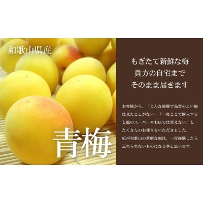 厳選南高梅 フレッシュ青梅(生梅)【完熟】3kg 大サイズ 朝採り手選別 黄色 南高梅 梅干用【配送不可地域：離島・北海道・沖縄県・東北】
