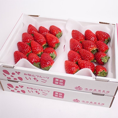 ＜4月より発送＞朝摘み毬姫約1.2kg(300g前後×4P)【和歌山ブランド苺まりひめ】【いちご】【配送不可地域：離島・北海道・沖縄県】