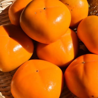 【秋の味覚】和歌山産たねなし柿約2kg  化粧箱入り(2L～4Lサイズ)(上富田町)2026年度発送【配送不可地域：離島】