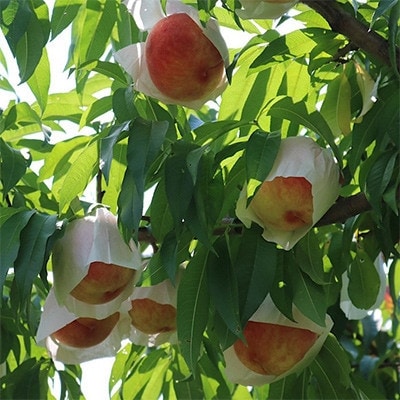 和歌山県産　桃(もも)　5玉～8玉　秀品【配送不可地域：離島・北海道・沖縄県】