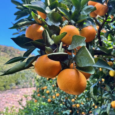 【先行受付 2025年11月下旬～発送】有田育ちのご家庭用訳あり完熟有田みかん　10kg