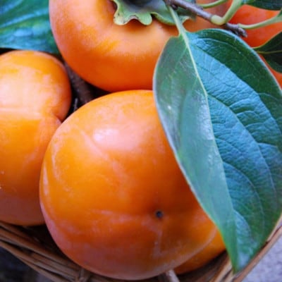 和歌山産富有柿約7.5kg(L～4Lサイズおまかせ)(上富田町)