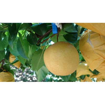 和歌山県産 旬の梨 約2kg【2024年8月中旬以降順次発送】【配送不可地域：離島】