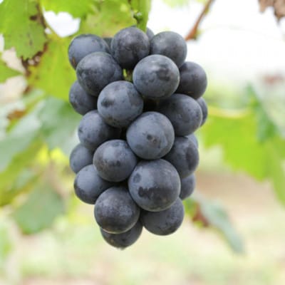 【新鮮・産直】和歌山県産たねなしピオーネ約3kg(4房～7房)(上富田町)【2026年度発送分】【配送不可地域：離島・北海道・沖縄県】