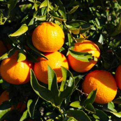 和歌山県産不知火約5kg(18玉～24玉おまかせ)(上富田町)