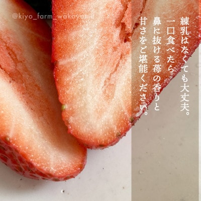 先行受付　大粒まりひめイチゴ　朝摘　6個～11個入×4パック【配送不可地域：離島】