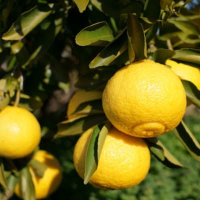 【さわやか柑橘】和歌山県産はるかみかん約4.5kg(サイズ混合　ご家庭用)【上富田町】