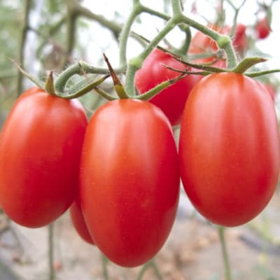 【12月出荷分】和歌山産ミニトマト「アイコトマト」約2kg(S・Mサイズおまかせ)(上富田町)【配送不可地域：離島・北海道・沖縄県】