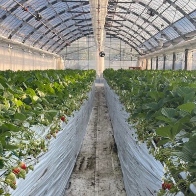 【2026年4月より順次発送】和歌山県産ブランドいちご「まりひめ」約300g×2パック入(上富田町)【配送不可地域：離島・北海道・沖縄県】