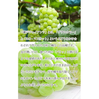 紀州かつらぎ山の瀬戸ジャイアンツ 約2kg【配送不可地域：離島・北海道・沖縄県】