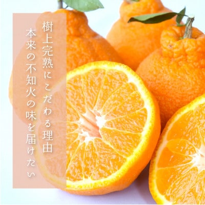 先行予約!【贈答用化粧箱入】 不知火 樹上完熟 約2kg (5～8個入)