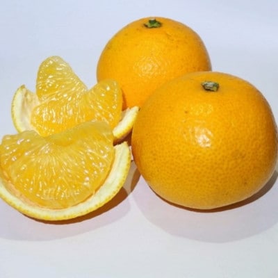 【手選果　訳あり】和歌山由良町産八朔約10kg(サイズ混合・ご家庭用)(上富田町)