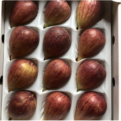 【ハウス栽培】和歌山県産樹上完熟いちじく12玉入り(上富田町)【配送不可地域：離島・北海道・沖縄県】