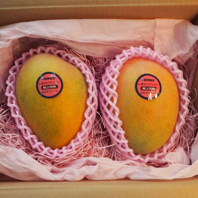 和歌山県産 樹上完熟しおさいマンゴー(2玉入り)(上富田町)