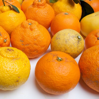 家庭用 柑橘詰合せ1kg+250g(傷み補償分)【訳あり】【配送不可地域：離島・北海道・沖縄県】