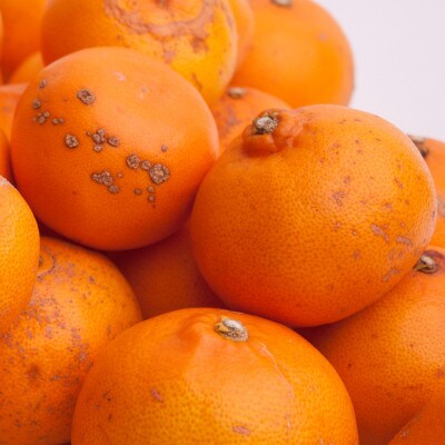 家庭用 せとか5kg+250g(傷み補償分)【柑橘・春みかんの王様】【訳あり】【光センサー選果】【配送不可地域：離島・北海道・沖縄県】