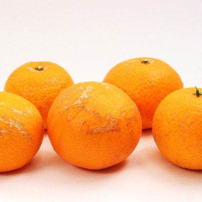 家庭用 清見1kg+250g(傷み補償分)【光センサー選果】【訳あり】【樹上完熟きよみオレンジ】【配送不可地域：離島・北海道・沖縄県】