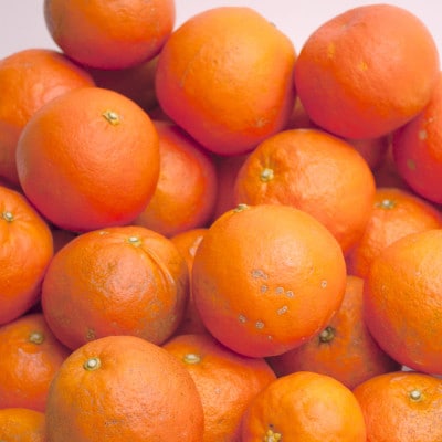 家庭用 セミノールオレンジ1kg+250g(傷み補償分)【春みかん】【訳あり】【光センサー選果】【配送不可地域：離島・北海道・沖縄県】