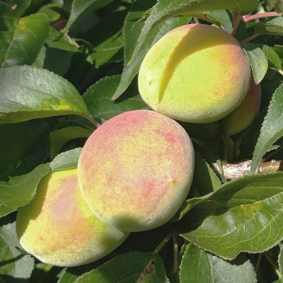 厳選 紀州南高梅(青梅)1kg+250g(傷み補償分)【梅干し・梅酒・梅ジュースに◎】【配送不可地域：離島・北海道・沖縄県】