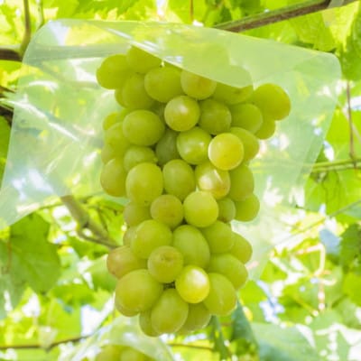 和歌山県産完熟シャインマスカット約1kg【2026年度発送分】(上富田町)【配送不可地域：離島・北海道・沖縄県】