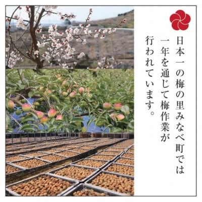 【先行受付/年内配送】梅の里からの正月飾り「門梅」【R】