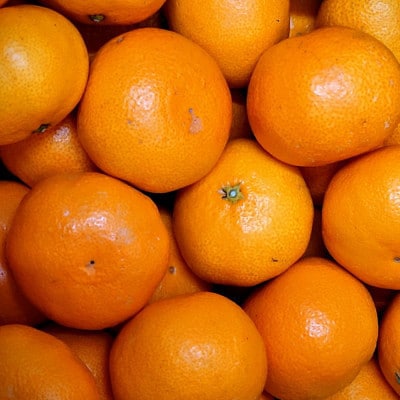 「農園直送」有田の旬の食べごろみかん約10kg(サイズ混合)(上富田町)