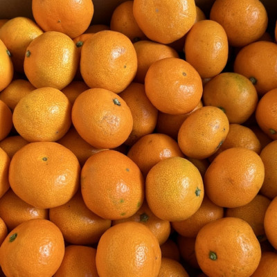 [秀品]和歌山有田みかん約10kg(2Sサイズ)「2026年11月中旬より順次発送」(上富田町)