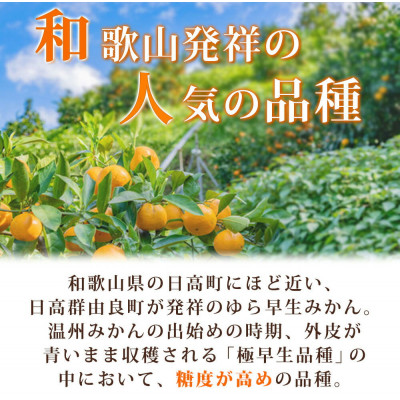 紀州和歌山有田産ゆら早生みかん　5kg【上富田町】