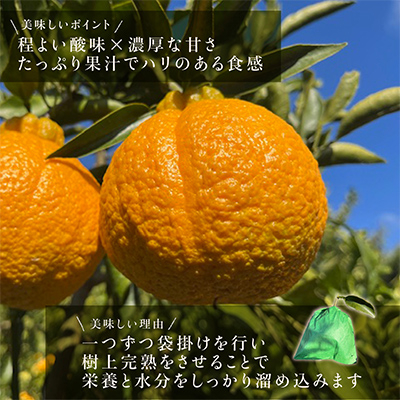 先行受付!　数量限定　不知火　樹上完熟　約2kg　大玉6個入　こだわり農家厳選!