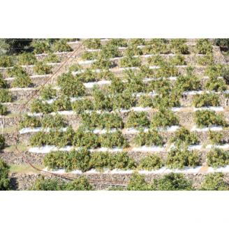 【上富田町】【2026年11月下旬より発送】【ご家庭用訳アリ】紀州有田産濃厚完熟温州みかん7.5kg